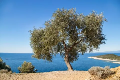 Olive tree Stock Photos