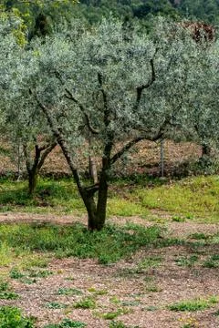 Olive Tree Foto stock