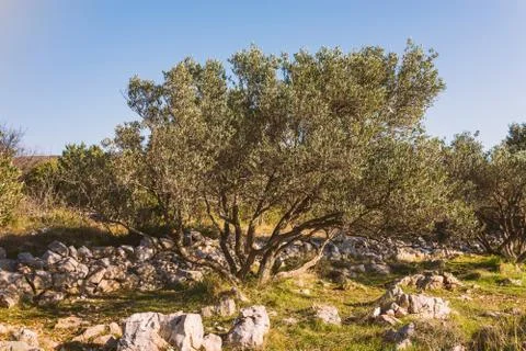 Olive tree Stock Photos