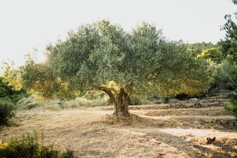 Olive tree Stock Photos