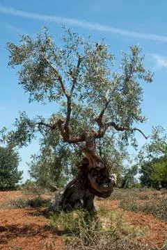 Olive Tree Stock Photos