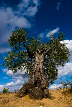 OLIVE TREE Stock Photos