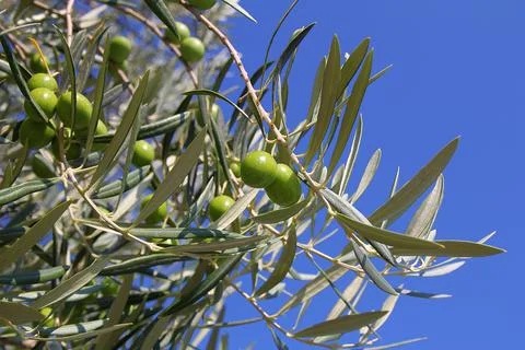 Olive tree Stock Photos