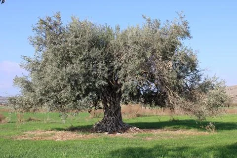 The olive tree Stock Photos