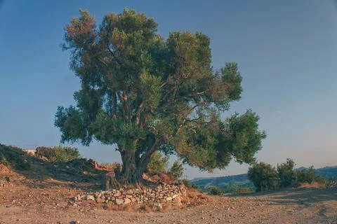 Olive tree 스톡 사진