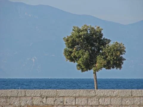 The olive tree Stock Photos