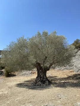 Olive Tree Stock Photos
