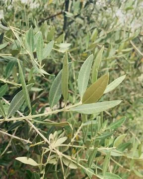Olive tree Stock Photos