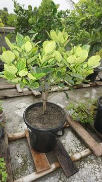 Olive tree Stock Photos