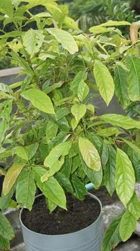 Olive tree Stock Photos