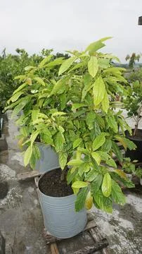 Olive tree Stock Photos