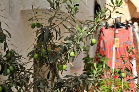 Olive tree Foto stock