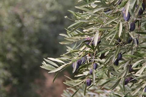 Olive tree Stock Photos