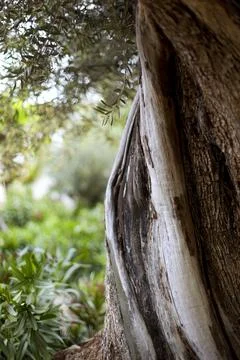 Olive tree Stock Photos