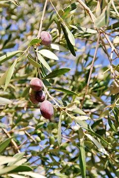 Olive tree Stock Photos