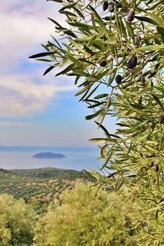 Olive tree Stock Photos