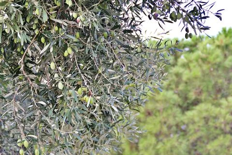 Olive tree Stock Photos
