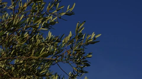 Olive tree plant with sky background in 4k Stock Footage 251207410
