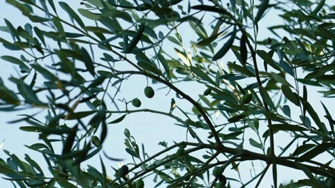 Olive tree plant with sky background in 4k Stock Footage 251207415
