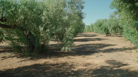 Olive tree plantation Stock Footage 65460501