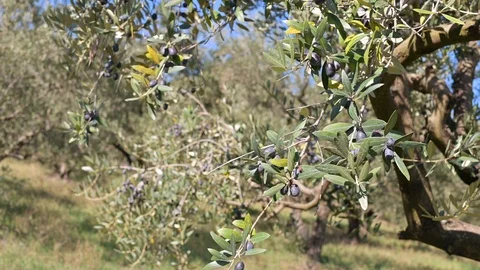 Olive Tree Plantation Video stock 119721550