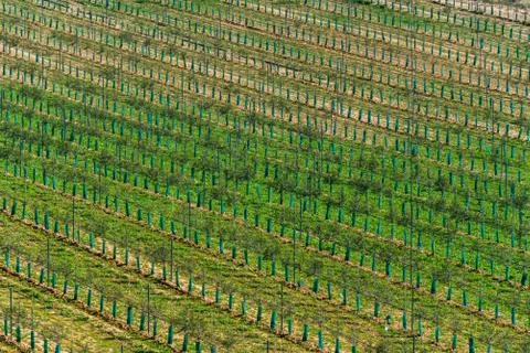 Olive tree plantation Stock Photos