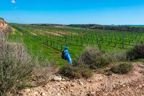 Olive tree plantation Stock Photos