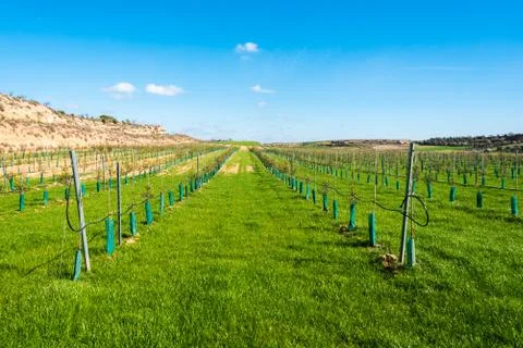 Olive tree plantation Stock Photos