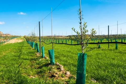 Olive tree plantation Stock Photos