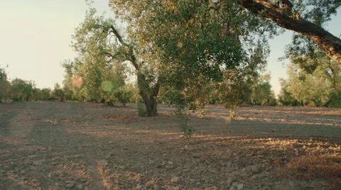 Olive tree plantation at sunset Stock Footage 65465743