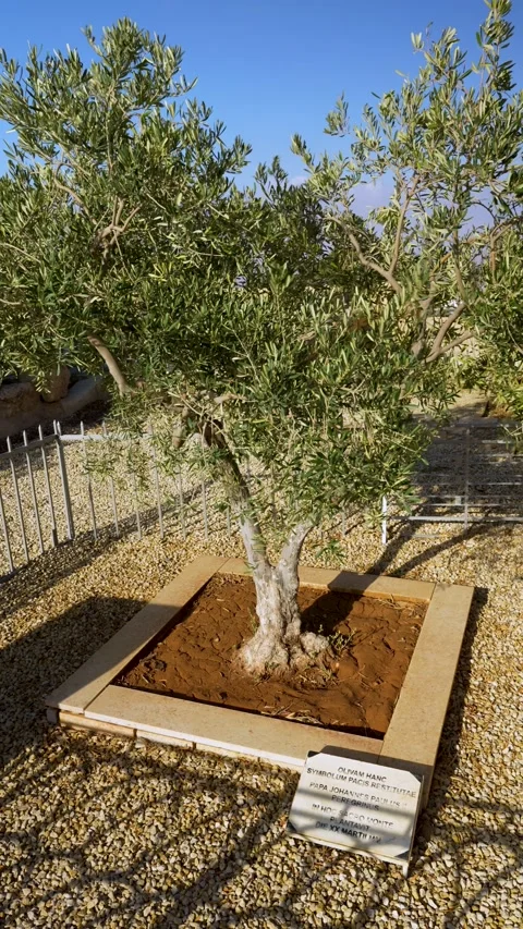 Olive Tree Planted by Pope John Paul II at Memorial Site, Vertical Pan Stock Footage 331230881