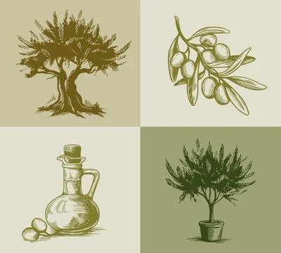 Olive tree poster set. Vintage retro sketches with olive tree branches and Stock Illustration