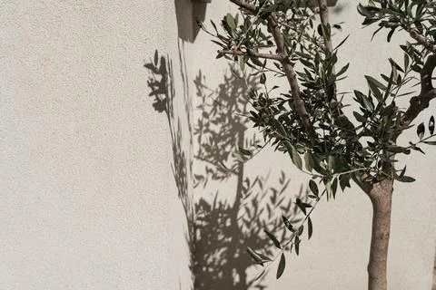 Olive tree in pot on neutral beige wall with sunlight shadows. Aesthetic summ Stock Photos