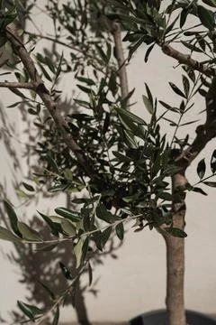 Olive tree in pot on neutral beige wall with sunlight shadows. Aesthetic summ Stock Photos