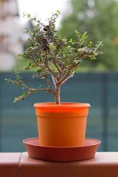 Olive tree in a pot Stock Photos