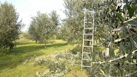 Olive tree pruning. Video stock 72111560