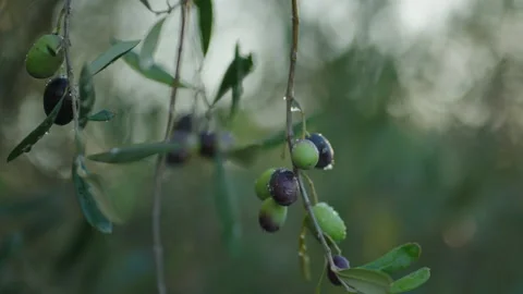 Olive on tree rain drop cinematic prores Stock Footage 169581676