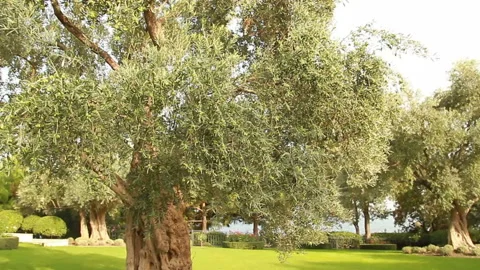 Olive tree in the rays of a bright sun Stock Footage 85819859