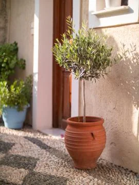 Olive tree in red clay pot Foto stock