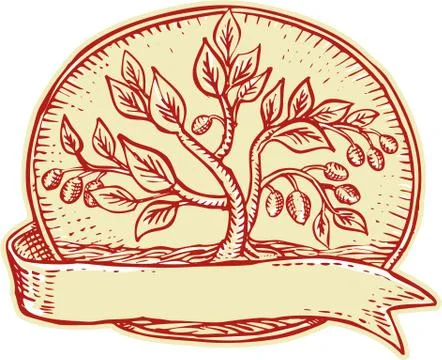 Olive Tree Ribbon Oval Etching Stock Illustration