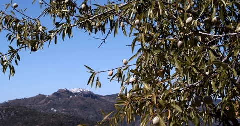 Olive tree ripe with olives Video stock 118987414