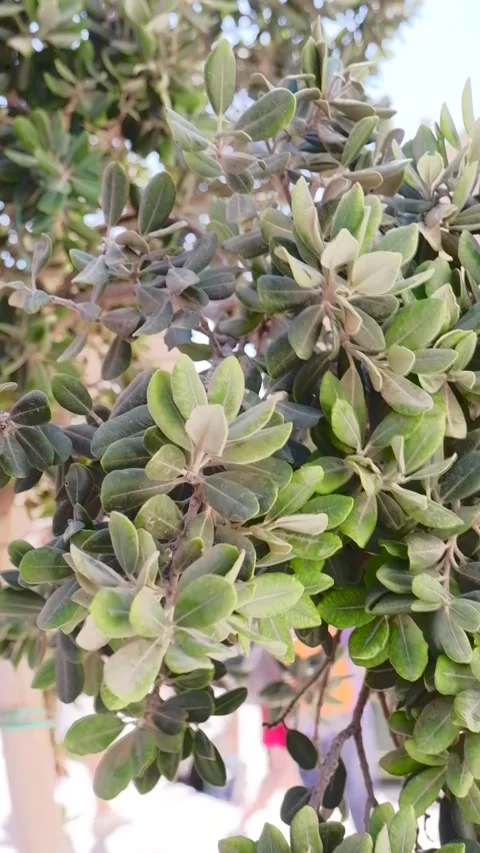 Olive tree with ripe olives in October Stock Footage 293705381