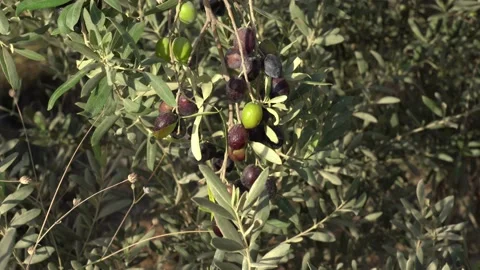 Olive tree with riping green, blue and already overriped olives Stock Footage 139229434