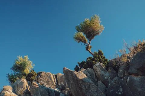 Olive tree on the rocks in Datça bays by the sea 스톡 사진