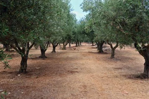 Olive tree rows Stock Photos