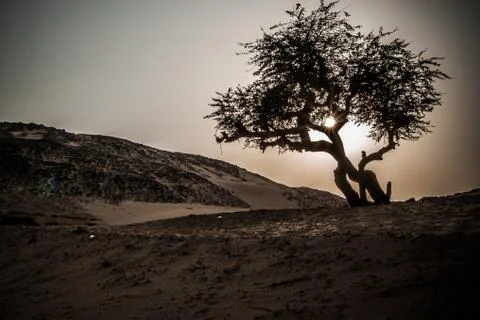 Olive tree on Sahara Stock Photos