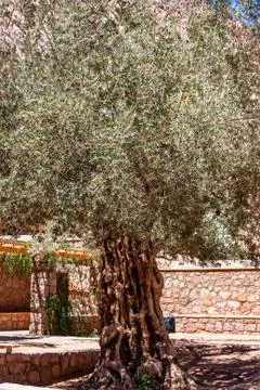 Olive tree of Saint Catherine's Monastery, Egypt. Foto stock