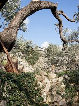 Olive tree scene 库存照片