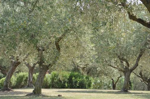 Olive tree scient. name Olea europaea Stock Photos