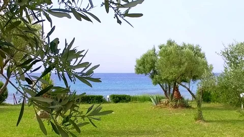 Olive tree with sea view, Greece 스톡 동영상 76607450